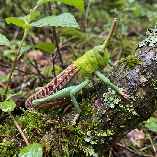 Descubrir la naturaleza de forma divertida