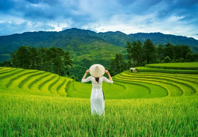 Puzzle de 1000 piezas Campos de arroz en VIETNAM