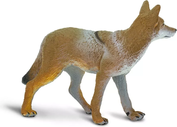 Apariencia fiel del coyote