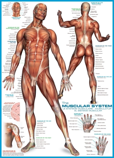 Puzzle Eurographics Sistema muscular 1000 piezas