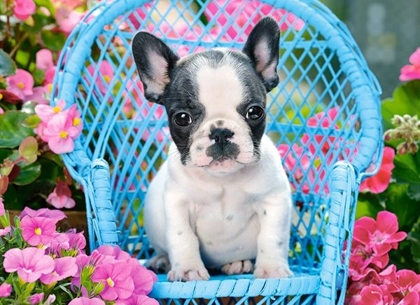 Puzle de 100 piezas Bulldog francés