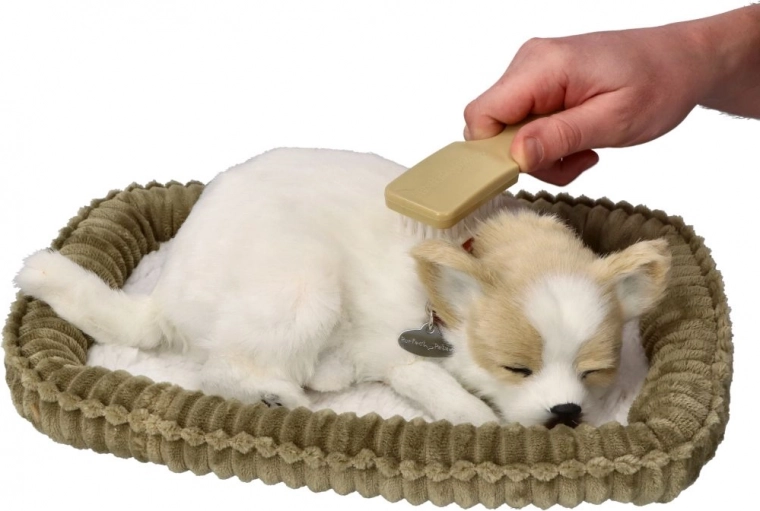 Cachorrito Chihuahua que ronca