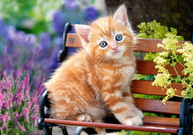 Puzzle de 500 piezas – Ginger Kitten