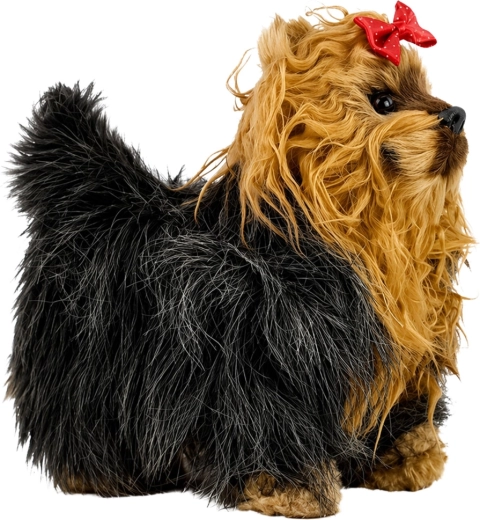 Adorable aspecto de yorkshire terrier
