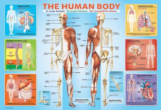 Puzle del cuerpo humano (200 piezas)
