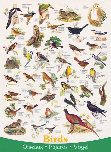 Puzle Aves 1000 piezas