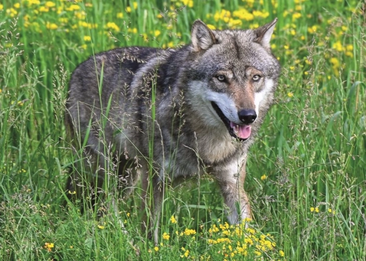Puzzle Ravensburger lobo intrépido 1000 piezas
