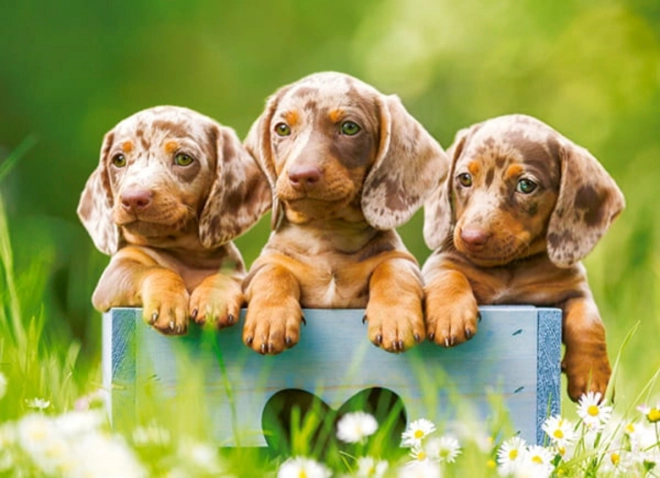 Puzle de 100 piezas: adorables erizos