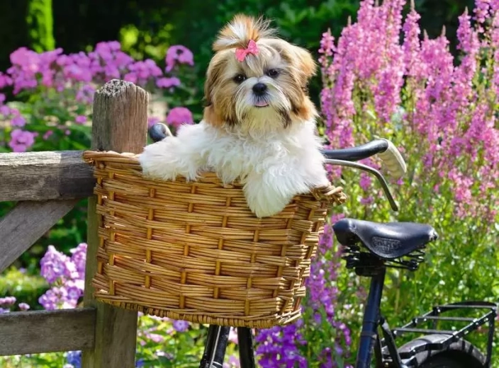 RAVENSBURGER puzzle Perrito adorable XL 100 piezas