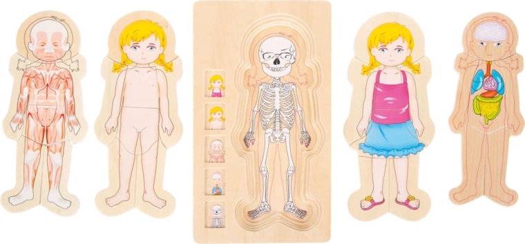 Anatomía en capas fáciles de entender