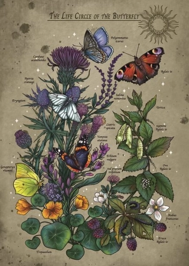 Puzzle ciclo de vida de la mariposa 1000 piezas