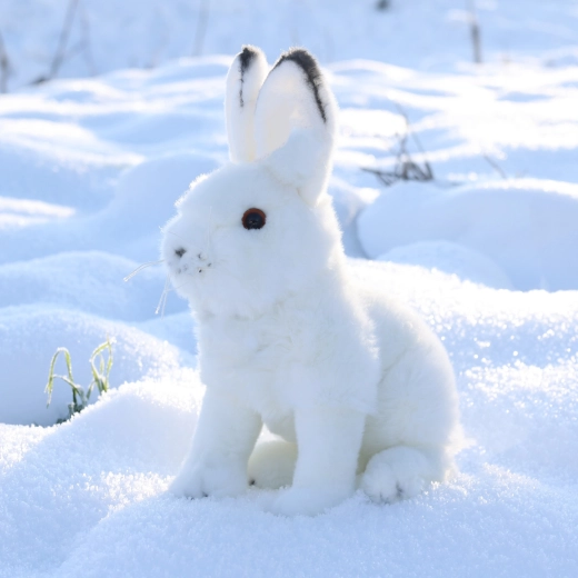 Aspecto fiel del conejo polar