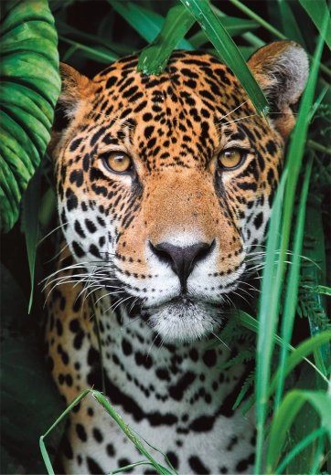 Puzzle de 500 piezas jaguar en la jungla CLEMENTONI