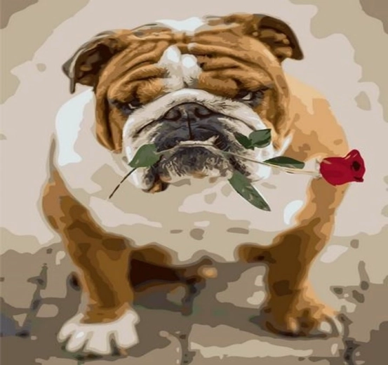 Norimpex Pintura por números de bulldog con rosa 40 × 50 cm
