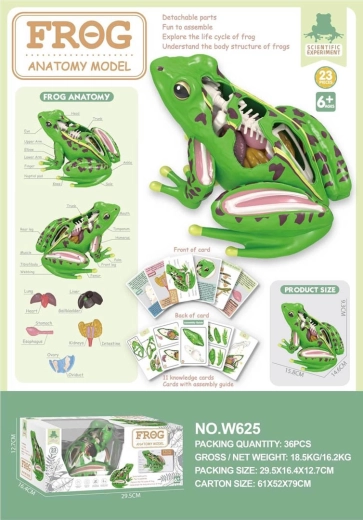 Modelo educativo de anatomía de la rana
