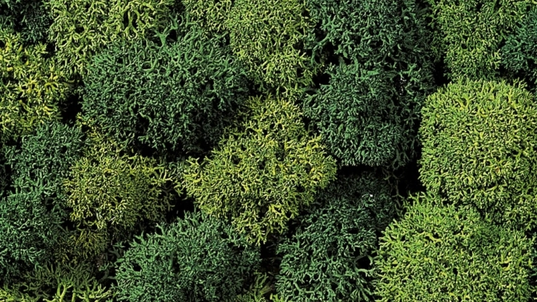 Musgo decorativo verde claro y verde oscuro
