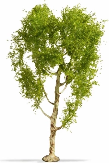 NOCH Master Tree abedul pubescente 21 cm
