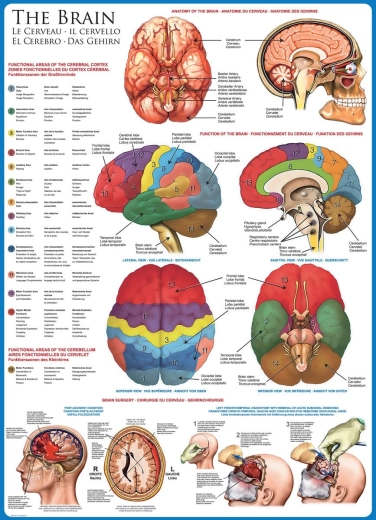 EUROGRAPHICS Puzzle Cerebro Humano 1000 Piezas