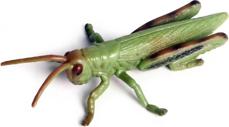 Aspecto realista del saltamontes