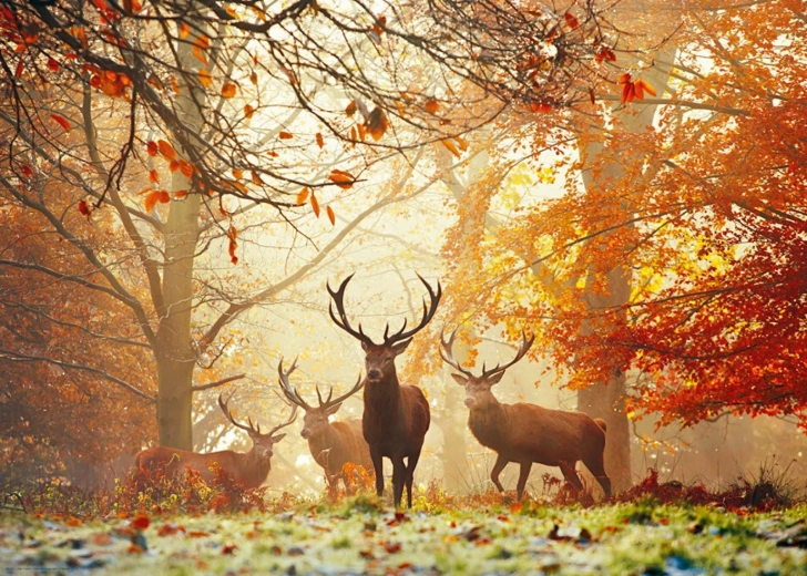 Puzzle HEYE Bosques mágicos: Ciervos 1000 piezas