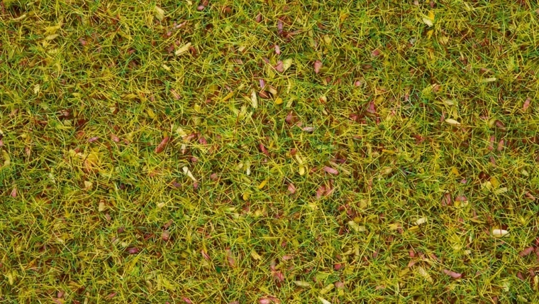 Noch hierba estática pradera florecida 2,5 mm