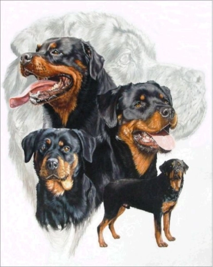 Bordado de diamantes (diamond painting) rottweiler 30 × 40 cm