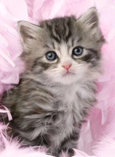Puzzle Gatito Adorable 500 piezas