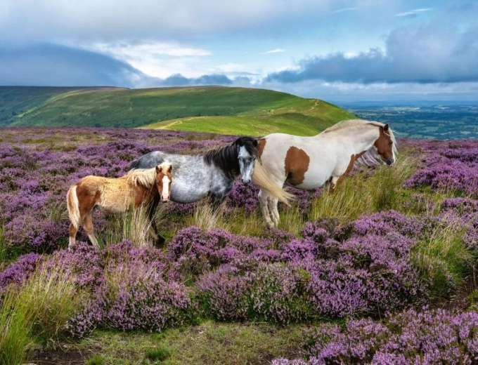 Puzzle de caballos salvajes 2000 piezas Ravensburger