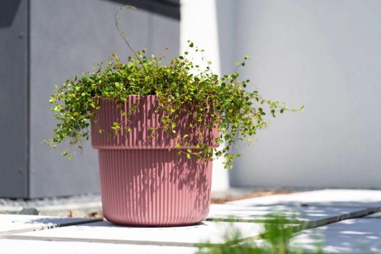 Inserto práctico para plantar fácilmente