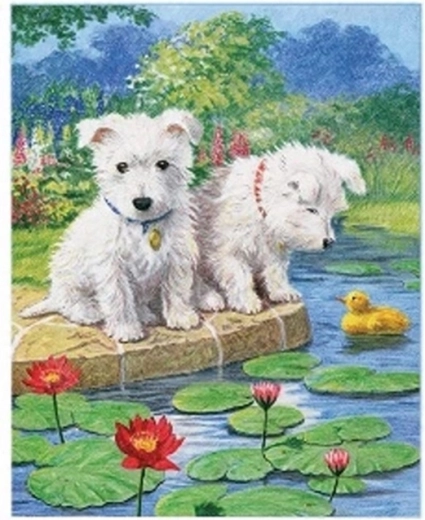 Norimpex pintura por números Perros maltés junto al lago 40 × 50 cm