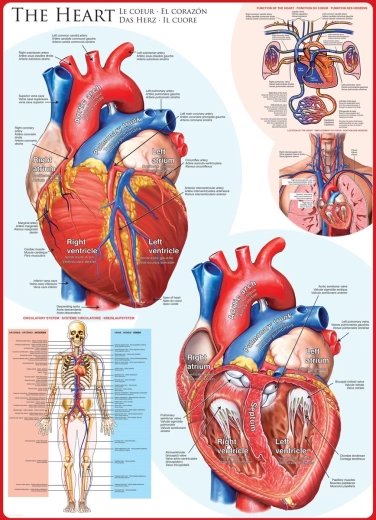 EUROGRAPHICS Puzzle corazón humano 1000 piezas