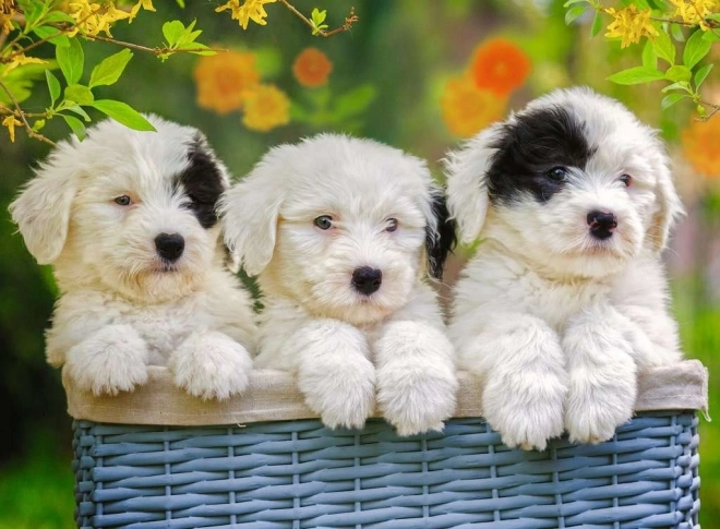 Puzzle RAVENSBURGER Cachorros adorables XXL 200 piezas