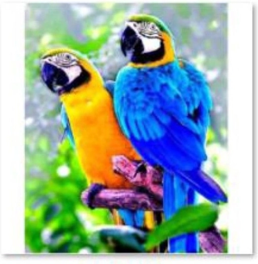 Bordado de diamantes (diamond painting) dos loros 30 × 40 cm - 1 pieza