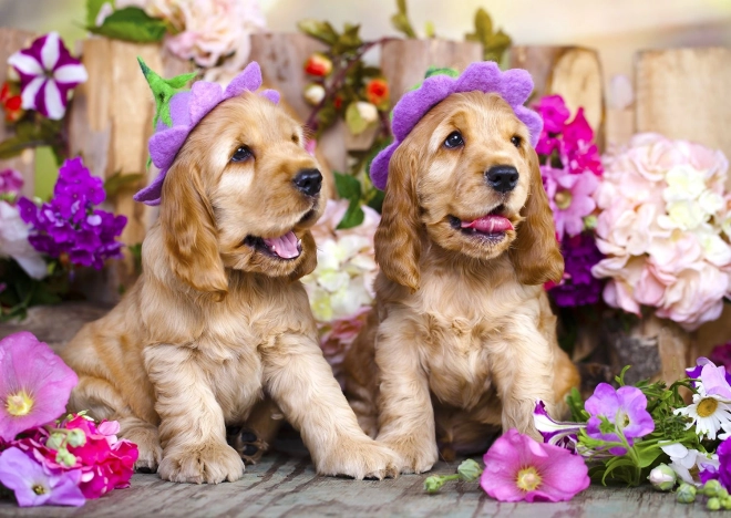 Puzzle de cachorros de cocker spaniel con sombreros florales de 1000 piezas