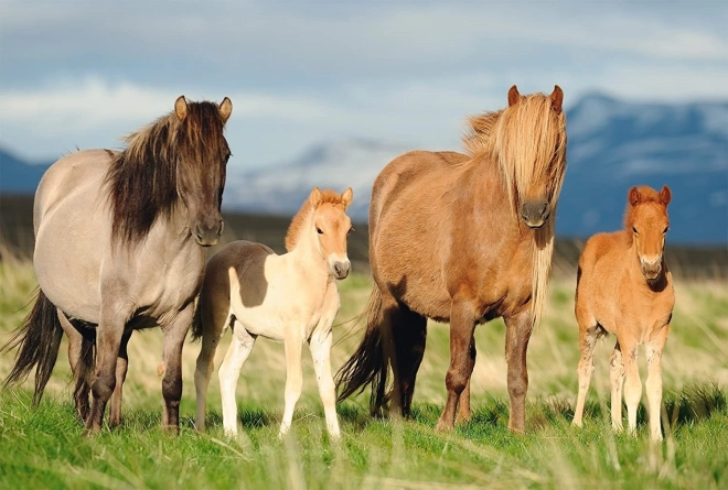 Puzzle SCHMIDT familia de caballos 200 piezas
