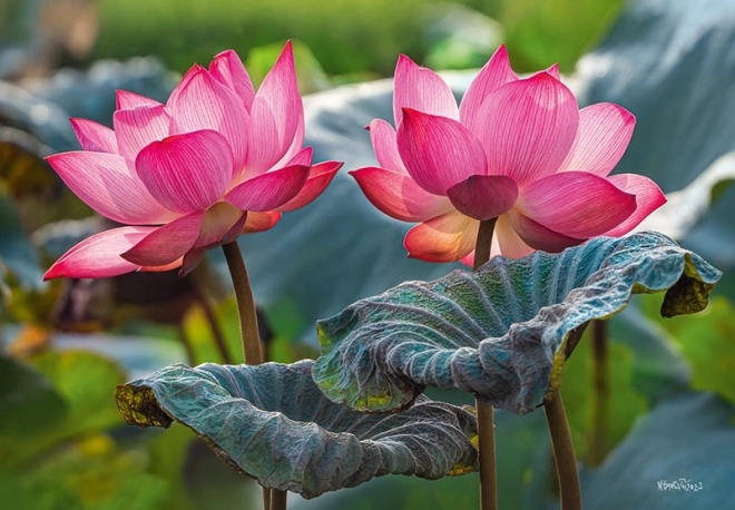 Puzzle Flores rosas de loto 500 piezas
