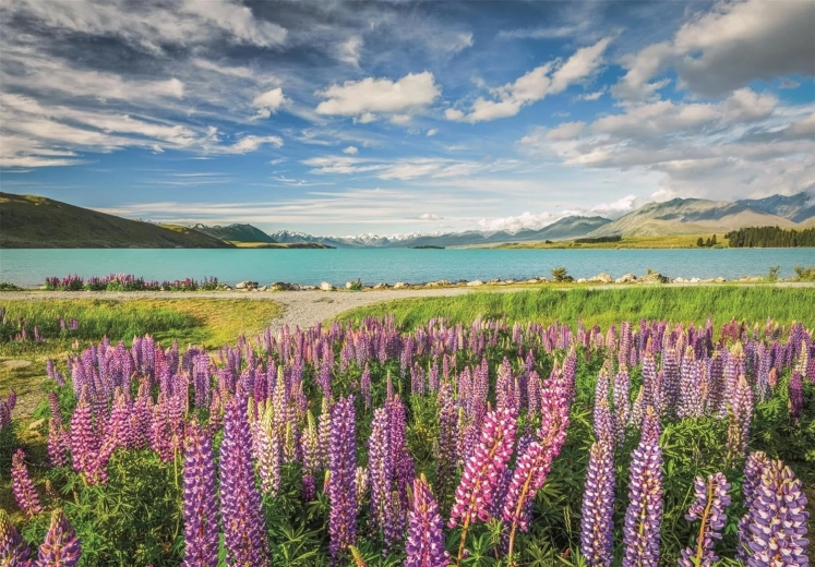 Puzzle Clementoni Lupinos junto al lago Tekapo 1500 piezas