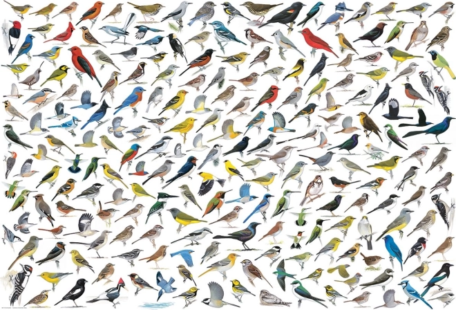 Puzzle Mundo de las aves 2000 piezas EUROGRAPHICS