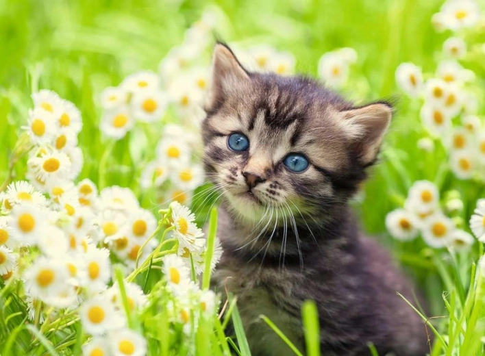 Puzzle Ravensburger Gatito en el prado 500 piezas