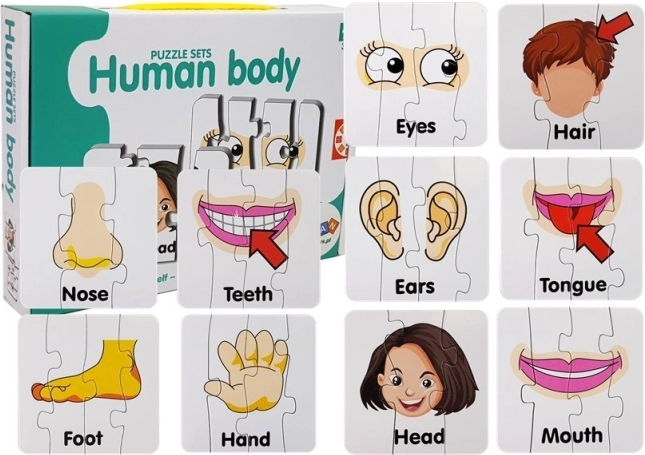 Puzle educativo – partes del cuerpo humano, 10 parejas, vocabulario en inglés