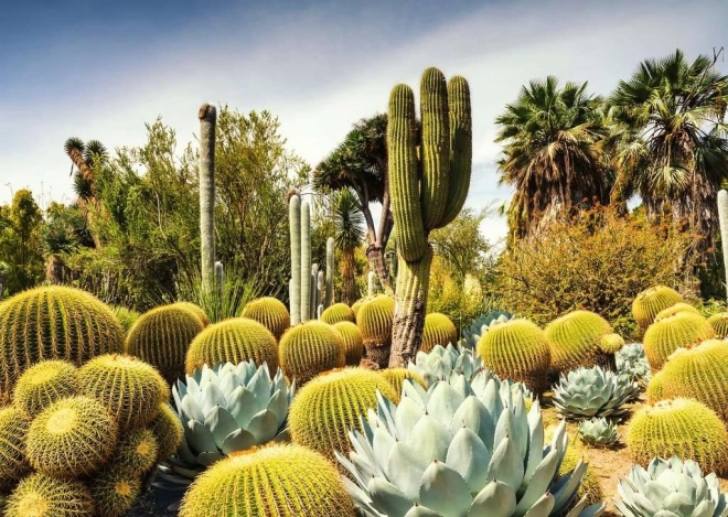 Puzle de 1000 piezas – jardín desértico HUNTINGTON, EE. UU.