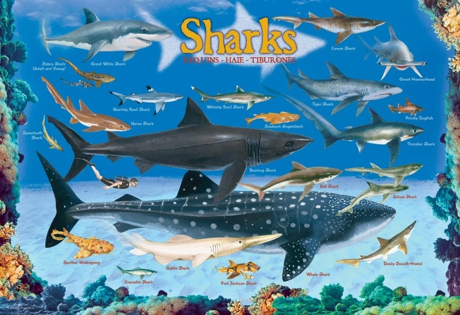 Puzzle Tiburones 100 piezas