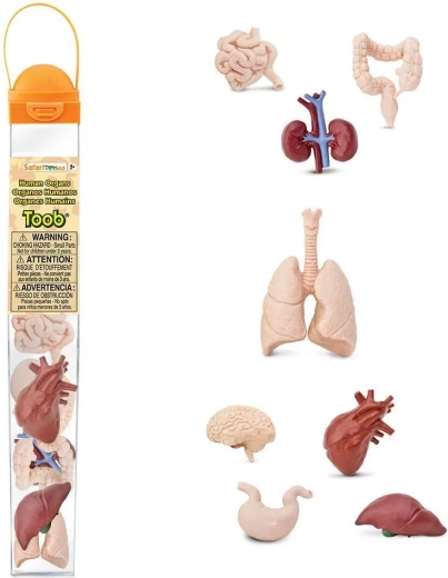 Safari Ltd. Toobs órganos humanos – set educativo de figuras en tubo