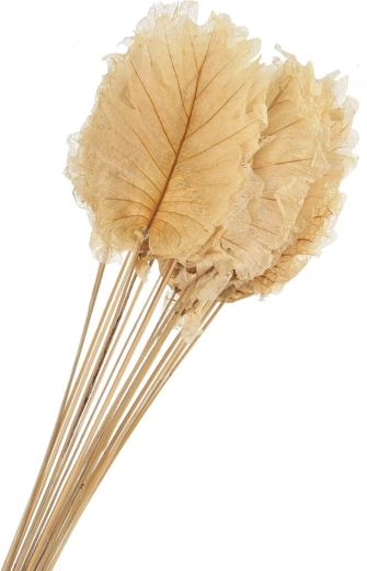 Hojas decorativas secas beige 20 uds.