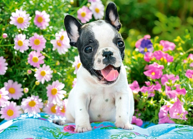Puzle de 70 piezas – cachorro de bulldog francés