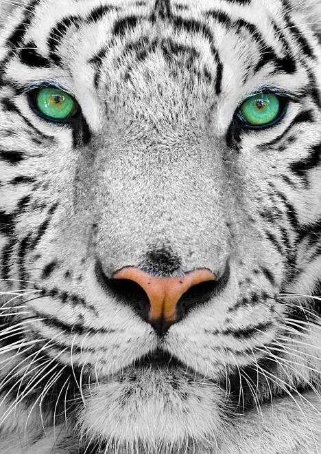 Enjoy puzzle tigre siberiano blanco 1000 piezas