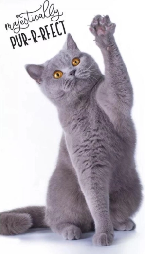 Toalla con gatito