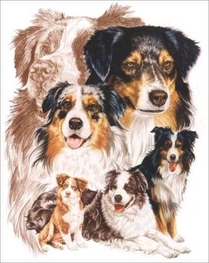 Pintura con diamantes – perro pastor australiano 30 × 40 cm - 1 pieza