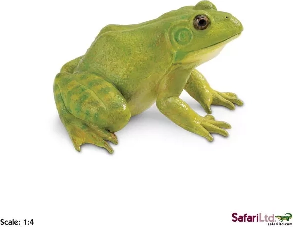 Rana toro – figura - 1 unidad