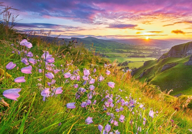 Puzzle Harebells at Sunrise 500 piezas